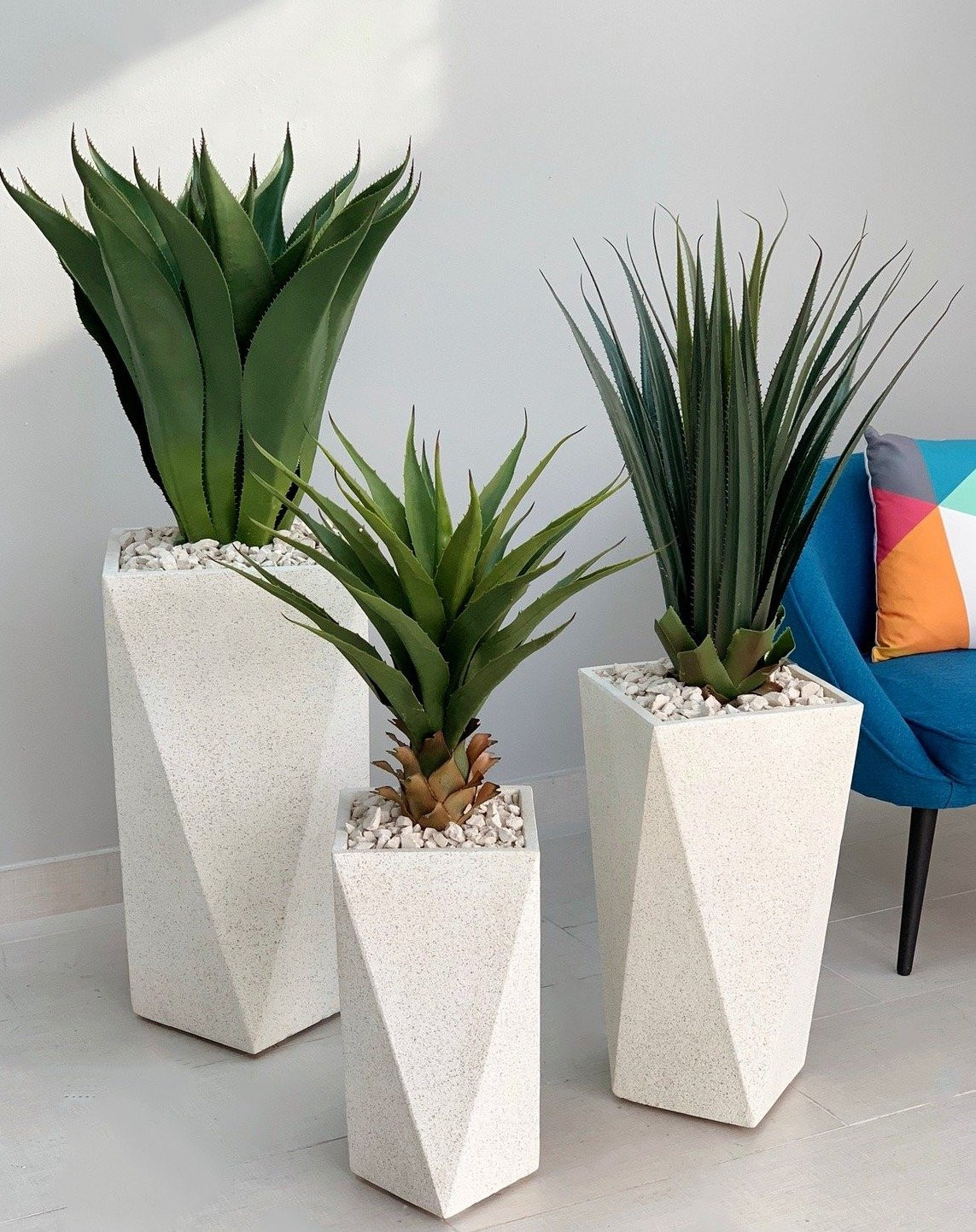 Latest company blogs about Plant Aesthetics’ New Darling