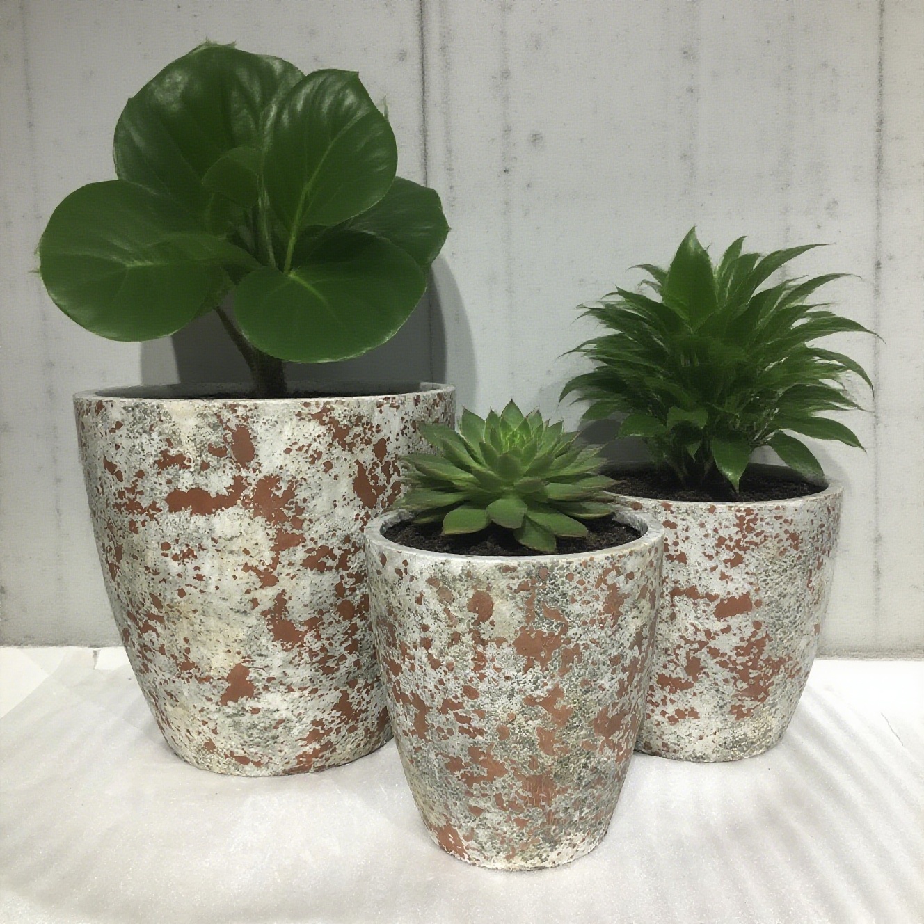 Latest company blogs about Cement Flower Pots | Plant “Natural Wildness” into Life