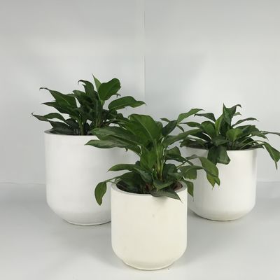 Buy Lightweight Garden Concrete Planters For Indoor And Outdoor Decoration online manufacture