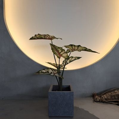 Buy Lifelike Green Plastic Artificial Plants 70-120cm For Indoor / Outdoor Decor online manufacture