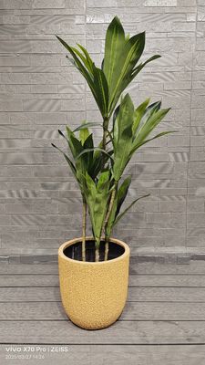 Buy Yellow Honeydew Melon Rind Patterns Round Fiber Clay Planter Gardens Landscaping Project online manufacture