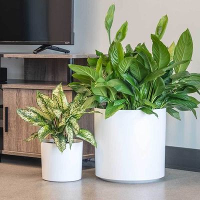 Customized Fiberglass Flower Plant Pots Round For Indoor Plants